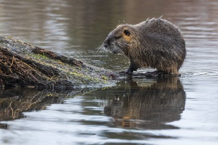 male nutria (Myocastor coypus coming out of the water