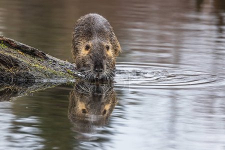 Photo for Male nutria (Myocastor coypus) goes into the water water - Royalty Free Image