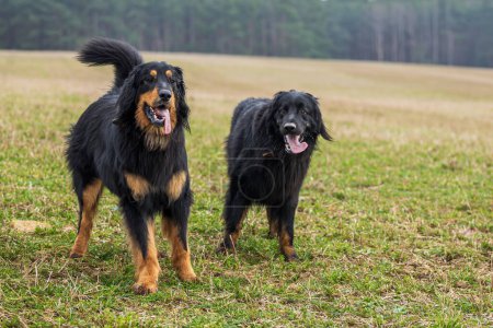 Téléchargez les photos : Mâle noir et or Hovie chien deux beaux mâles - en image libre de droit