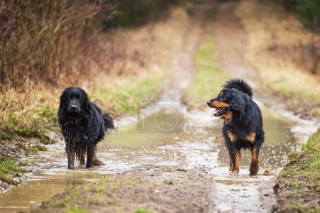 Foto de Macho negro y oro hovie perro sucio desde el charco - Imagen libre de derechos