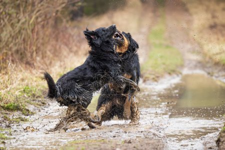 Foto de Macho negro y oro hovie perro dos mordeduras en sucio charcos - Imagen libre de derechos