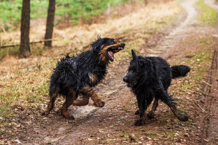 Foto de Macho negro y oro Hovie perro en el camino del bosque - Imagen libre de derechos