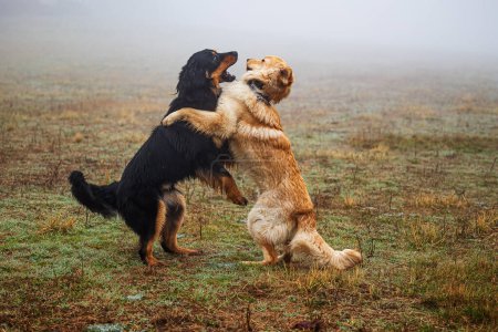 Foto de Macho negro y oro hovie perro dos en niebla tiempo - Imagen libre de derechos