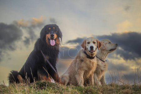 Foto de Macho negro y oro hovawart perro Hovie y dos recuperadores de oro hacen bonitos retratos - Imagen libre de derechos