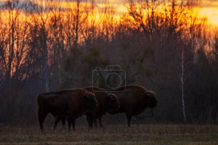 Foto de Rebaño bisonte europeo (Bison bonasus) o la madera europea Dark Twilight - Imagen libre de derechos