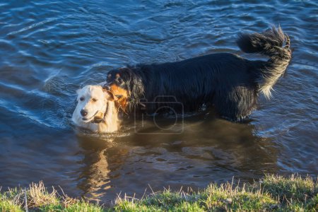 Foto de Macho negro y oro hovawart perro Hovie y golden retriever jugando en el agua - Imagen libre de derechos