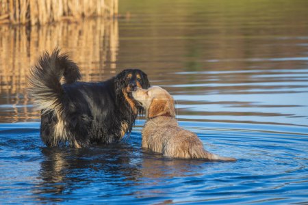 Foto de Macho negro y oro hovawart perro Hovie y golden retriever en el agua - Imagen libre de derechos