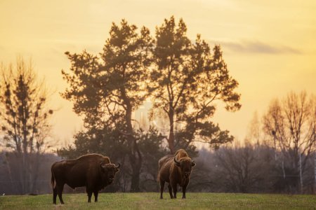 Photo for Herd European bison (Bison bonasus) or the European wood in the sunset - Royalty Free Image