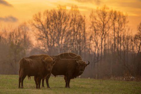 Photo for Herd European bison (Bison bonasus) or the European wood in the sunset - Royalty Free Image