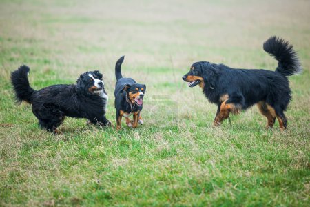 Foto de Macho negro y oro hovie perro trinidad jugando en el campo - Imagen libre de derechos
