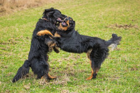 Foto de Macho negro y oro hovie perro pelean como si estuvieran abrazando - Imagen libre de derechos