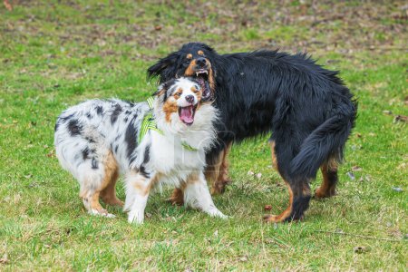 Photo for Male black and gold Hovie dog and male Australian Shepherd - Royalty Free Image