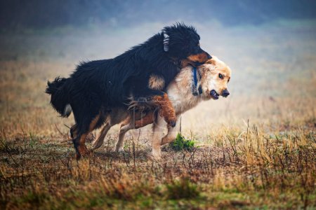 Foto de Macho negro y oro hovie perro muerde su garganta - Imagen libre de derechos