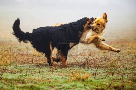 Foto de Macho negro y oro hovie perro son jóvenes y retozando - Imagen libre de derechos