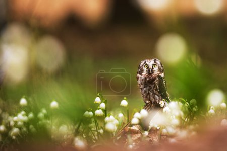 male boreal owl or Tengmalm's owl (Aegolius funereus) sitting on a forest pallet full of snowbells