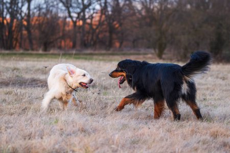 Téléchargez les photos : Mâle noir et or Hovie chien hovawart et le golden retriever jouer dans le parc - en image libre de droit