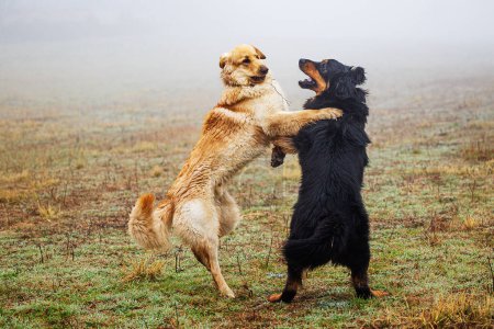 Foto de Macho negro y oro hovawart perro Hovie durante la caza silvestre que muerden - Imagen libre de derechos