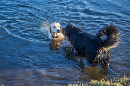 Foto de Macho negro y oro hovawart perro Hovie y el golden retriever están en el agua - Imagen libre de derechos