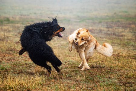 Foto de Macho negro y oro hovawart perro Hovie dos de ellos quieren luchar - Imagen libre de derechos
