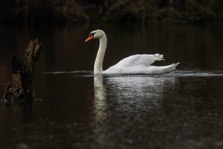 Photo for Female The mute swan (Cygnus olor) symbol of beauty and grace - Royalty Free Image