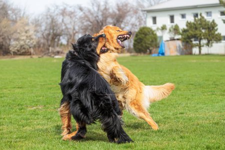 Foto de Macho negro y oro hovie perro parecen que están luchando - Imagen libre de derechos