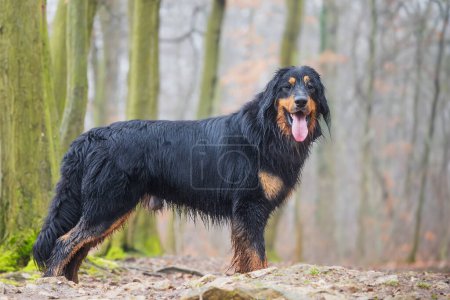 Foto de Macho negro y oro hovie perro posando maravillosamente en el bosque - Imagen libre de derechos