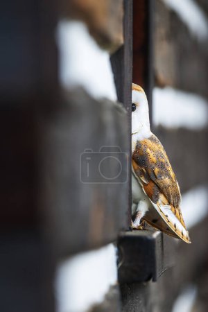 Foto de Lechuza hembra (Tyto alba) escondida detrás del alféizar de la ventana - Imagen libre de derechos