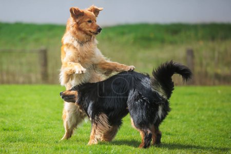 Foto de Macho negro y oro hovawart perro Hovie los dos están en el juego juntos - Imagen libre de derechos