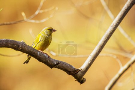 male European greenfinch, Carduelis chlorison a bush without leaves