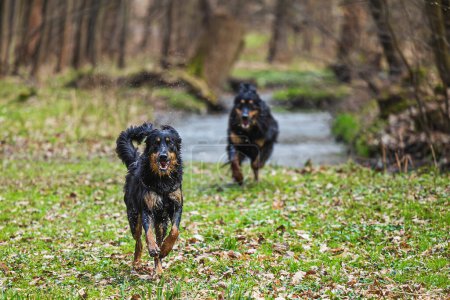 Foto de Negro y oro Hovie perro hovawart dos jóvenes persiguiendo entre sí - Imagen libre de derechos