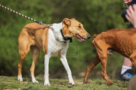 Foto de El Smooth Collie es una raza de perro desarrollado originalmente para el pastoreo - Imagen libre de derechos