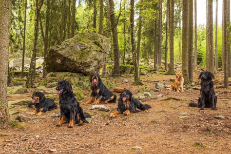 Foto de Negro y oro Hovie perro hovawart seis individuos en el bosque - Imagen libre de derechos