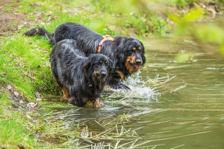 Foto de Negro y oro Hovie perro hovawart en el agua - Imagen libre de derechos