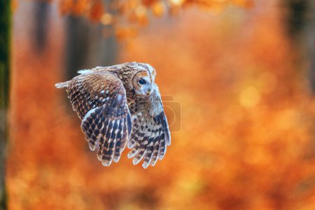 Photo for Male tawny owl (Strix aluco) flying in the colourful forest - Royalty Free Image