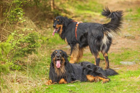 Foto de Negro y oro Hovie perro hovawart dos en el camino - Imagen libre de derechos