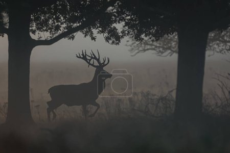 Photo for The red deer (Cervus elaphus) in the ferns during the fog - Royalty Free Image