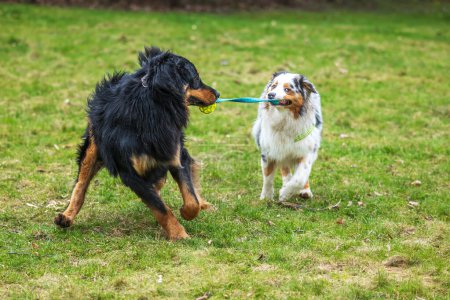 Photo for Male black and gold Hovie dog tugging on a toy with an Australian Shepherd dog - Royalty Free Image