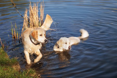 Téléchargez les photos : Mâle golden retriever nage dans l'étang - en image libre de droit