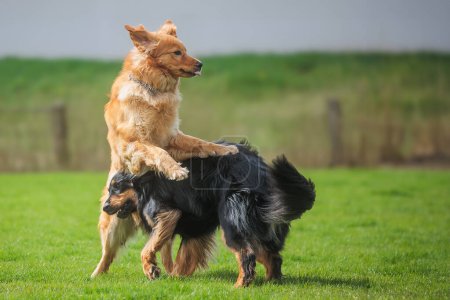 Foto de Macho negro y oro hovie perro parecen que están luchando - Imagen libre de derechos