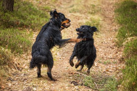 Photo for Male black and gold Hovie dog they look like they're fighting - Royalty Free Image