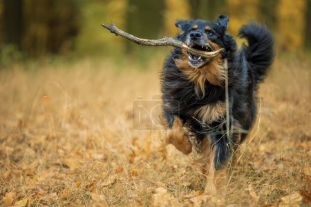 Foto de Macho negro y oro hovie perro es feliz y lleva un palo - Imagen libre de derechos