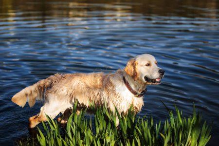 Téléchargez les photos : Mâle golden retriever debout dans l'eau dans l'étang - en image libre de droit