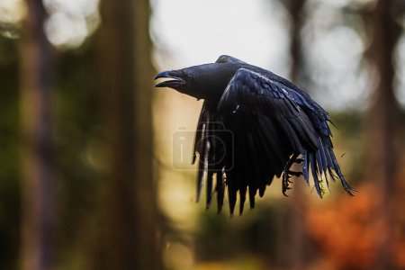 Téléchargez les photos : Male common raven (Corvus corax) during the flight - en image libre de droit