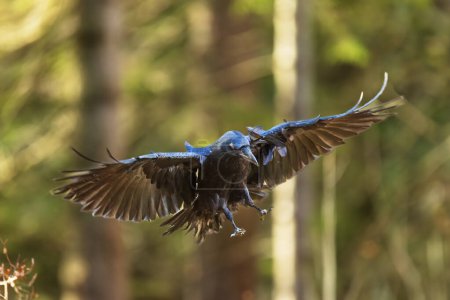 Foto de Cuervo común macho (Corvus corax) quiere aterrizar en el bosque - Imagen libre de derechos