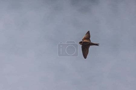 El martín de arena (Riparia riparia) volando sobre el lago