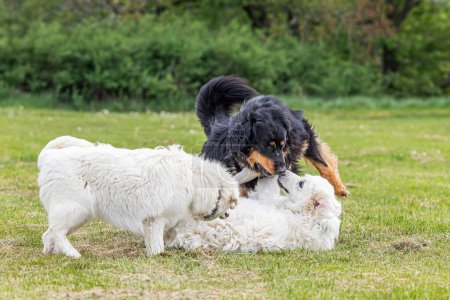 Foto de Negro y oro Hovie perro hovawart jugando con dos perros blancos - Imagen libre de derechos