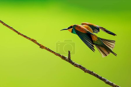 male European bee-eater (Merops apiaster) in flight above the branch