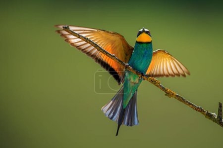 male European bee-eater (Merops apiaster) beautifully posing on the branch