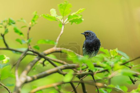Téléchargez les photos : Mâle rouget noir (Phoenicurus ochruros) veut voler vers le nid - en image libre de droit