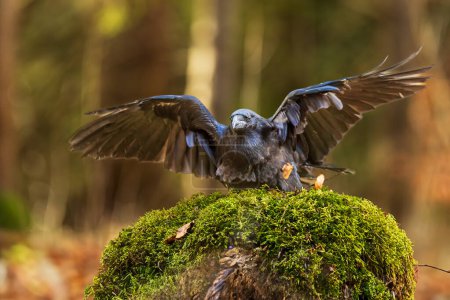 Foto de Cuervo común masculino (Corvus corax) - Imagen libre de derechos